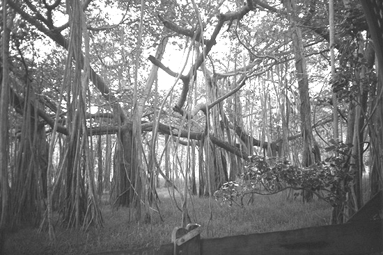 Banyan Tree at compound of Theosophical Society, Adyar, India