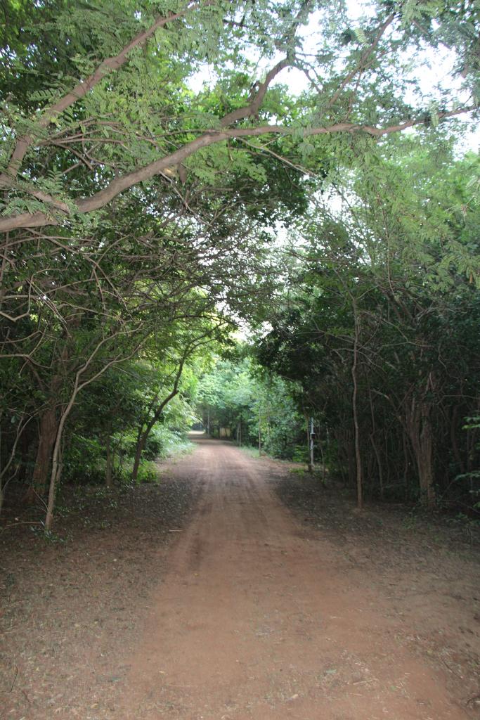 path towards beach
