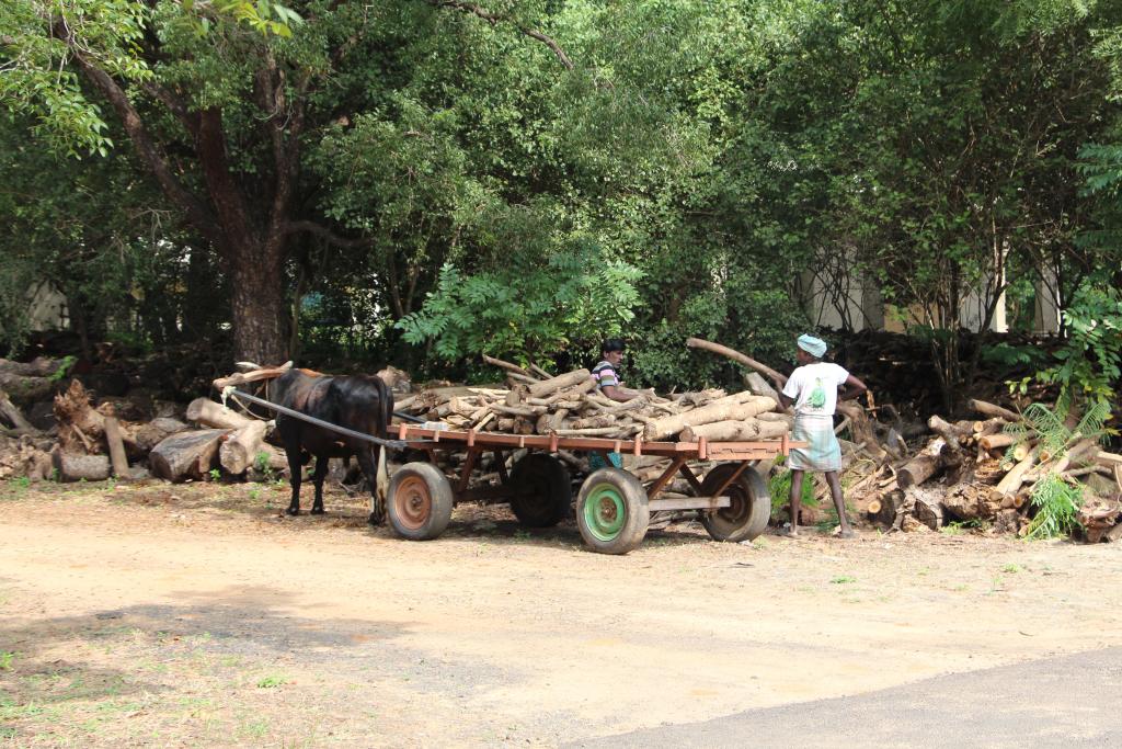 Clearing around the estate