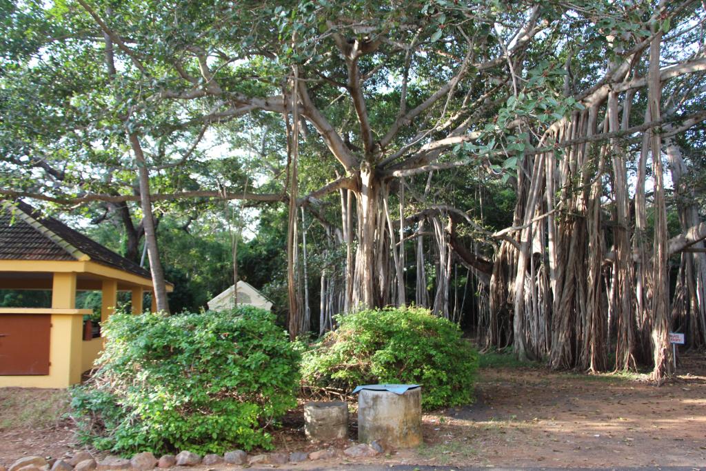 Banyan tree adjacent to LBC dinning room