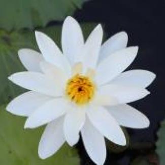 The Idyll of the White Lotus