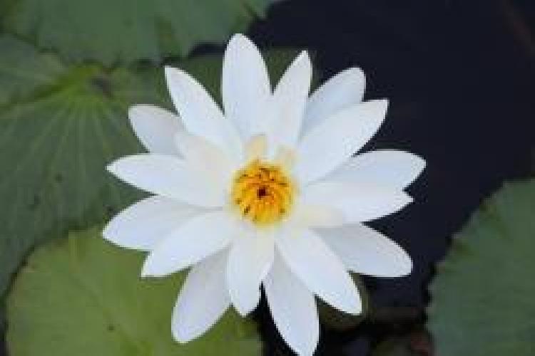The Idyll of the White Lotus