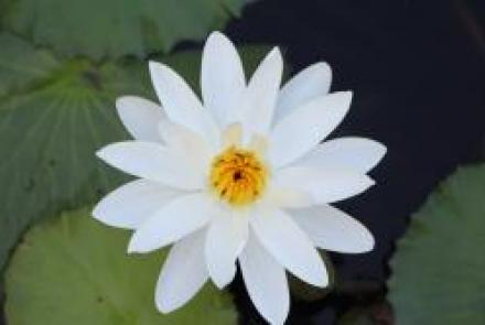 The Idyll of the White Lotus