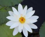 The Idyll of the White Lotus