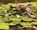 Lotus Bloom